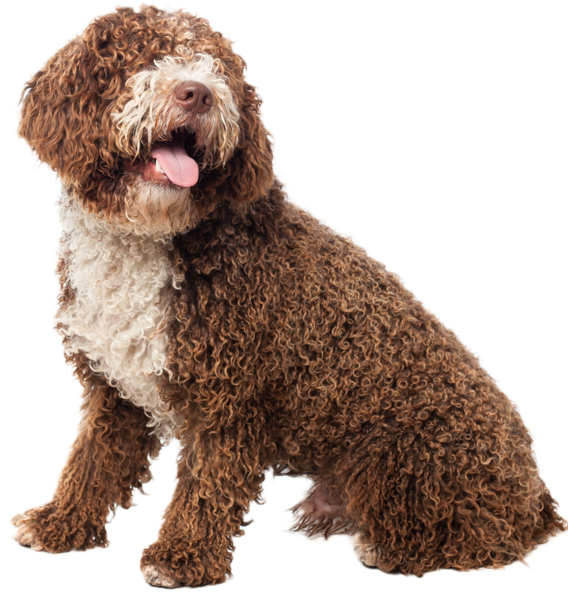 Brown Dog